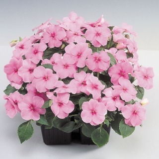 Бальзамин Баланс Дип Пинк [100 шт] - ООО «Семена Тут»