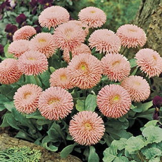 Маргаритка Робелла [250 драже] - ООО «Семена Тут»