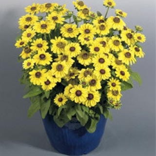 Рудбекия хирта Тото Лемон [1000 шт] - ООО «Семена Тут»