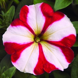 Петуния мультифлора Ура Ред Стар [100 драже] - ООО «Семена Тут»