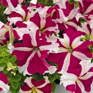 Петуния грандифлора Саксесс 360° Роуз Стар [50 драже] - ООО «Семена Тут»