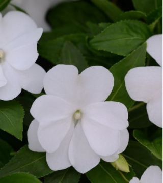 Бальзамин новогвинейский Дивайн Вайт [100 шт] - ООО «Семена Тут»