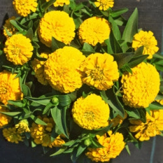 Цинния Тополино Еллоу [100 шт] - ООО «Семена Тут»