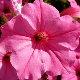 Петуния грандифлора Игл Роуз [5000 штук] - ООО «Семена Тут»