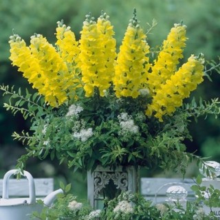 img-1: Львиный зев Ледженд Еллоу [1000 шт] - ООО «Семена Тут»