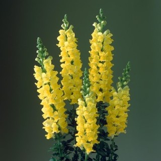 img-0: Львиный зев Ледженд Еллоу [1000 шт] - ООО «Семена Тут»