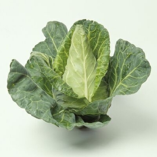 Капуста белокочанная Редженси F1 коническая - ООО «Семена Тут»