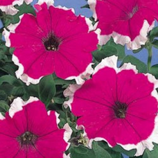Петуния грандифлора Хулахуп Вельвет [100 драже] - ООО «Семена Тут»
