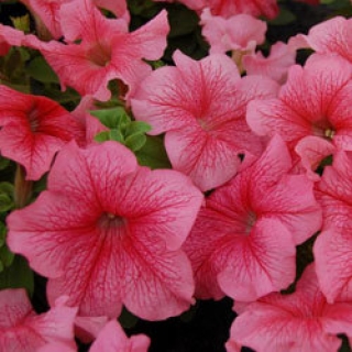 Петуния грандифлора Лимбо Джи Пи Ред Вейнед [100 драже] - ООО «Семена Тут»