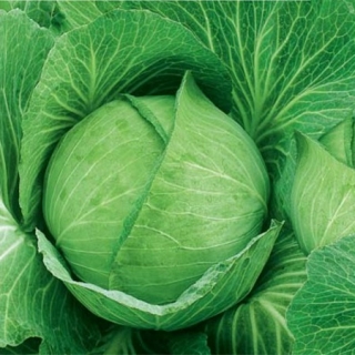 img-0: Капуста белокочанная Московская поздняя 15 - ООО «Семена Тут»
