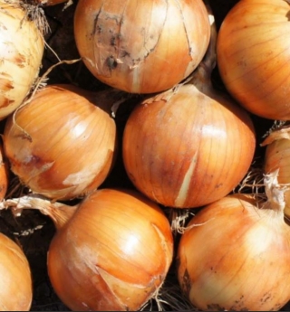 Лук репчатый Спениш Медальон F1 - ООО «Семена Тут»