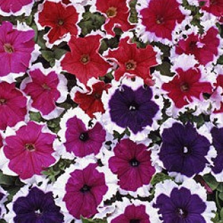 img-0: Петуния грандифлора Хулахуп Микс [1000 драже] - ООО «Семена Тут»