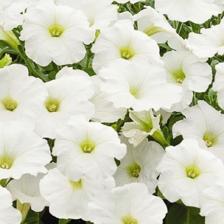 Петуния грандифлора Саксесс Эйч Ди Вайт [50 драже] - ООО «Семена Тут»