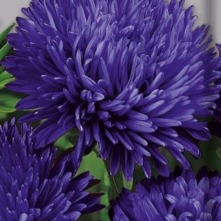 Астра королевский размер Синяя - ООО «Семена Тут»