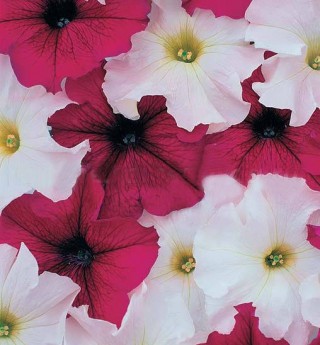 Петуния грандифлора Призм Руби Веддинг Микс [1000 драже] - ООО «Семена Тут»