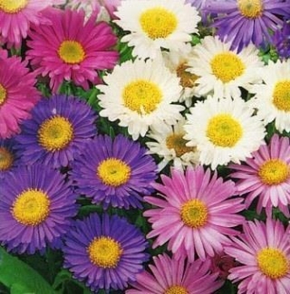 img-0: Астра альпийская Смесь окрасок - ООО «Семена Тут»