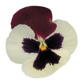 Виола крупноцветковая Пауэр Патрисия [1000 шт] - ООО «Семена Тут»
