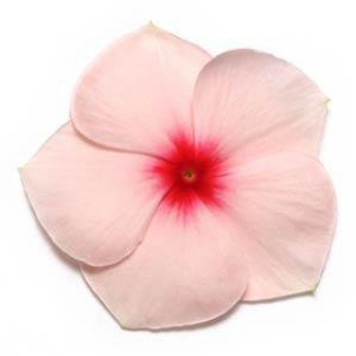 Катарантус Пацифика Эприкот [1000 шт] - ООО «Семена Тут»