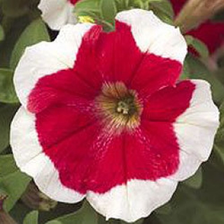 Петуния грандифлора Хулахуп Ред [1000 драже] - ООО «Семена Тут»