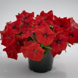 Петуния грандифлора Саксесс Эйч Ди Ред [50 драже] - ООО «Семена Тут»