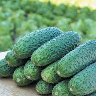 Огурец Надя F1 - ООО «Семена Тут»