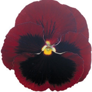 Виола крупноцветковая Пауэр Ред виз Блотч [100 шт] - ООО «Семена Тут»