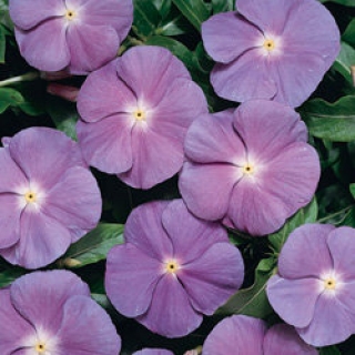 Катарантус Хитвэйв Блю виз Ай [100 шт] - ООО «Семена Тут»