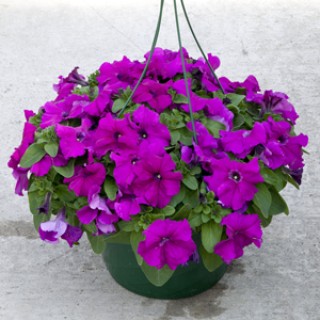 img-0: Петуния грандифлора Эспрессо Грандэ Парпл [1000 драже] - ООО «Семена Тут»