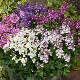 Немезия Севен Хевен Формула микс [1000 драже] - ООО «Семена Тут»