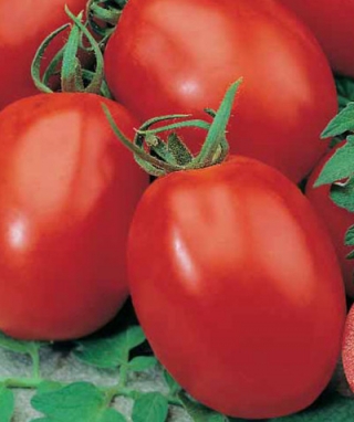 Томат Аделина - ООО «Семена Тут»