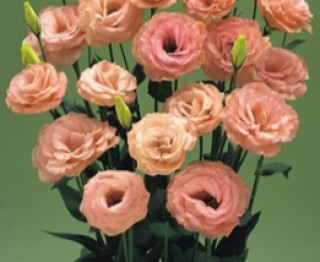 Эустома Арена 3 Эприкот [500 драже] - ООО «Семена Тут»