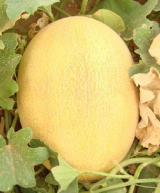 img-1: Дыня Алтын F1 - ООО «Семена Тут»