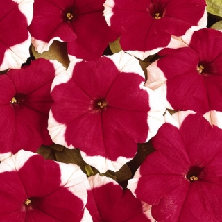 Петуния грандифлора Дримс Ред Пикоти [1000 драже] - ООО «Семена Тут»
