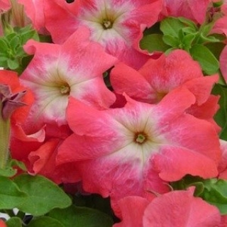 Петуния грандифлора Лимбо Джи Пи Салмон Морн [100 драже] - ООО «Семена Тут»