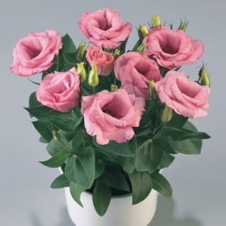 Эустома Рози Пинк [1050 драже] - ООО «Семена Тут»