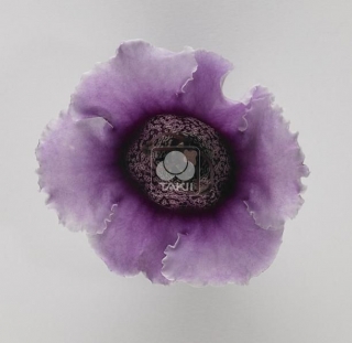 Глоксиния Импресс Лавендер Биколор [1000 драже] - ООО «Семена Тут»