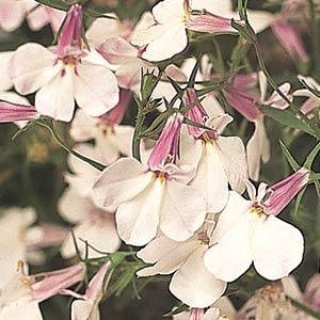 Лобелия ампельная Регата Лилак Сплэш [1000 м/драже] - ООО «Семена Тут»