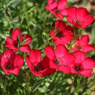 Лён Красный - ООО «Семена Тут»