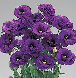 Эустома Супер Мэджик Дип Блю  [250 шт] - ООО «Семена Тут»