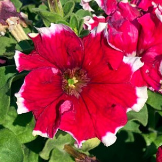 img-0: Петуния грандифлора Кан Кан Пикоти Черри Роуз [100 драже] - ООО «Семена Тут»