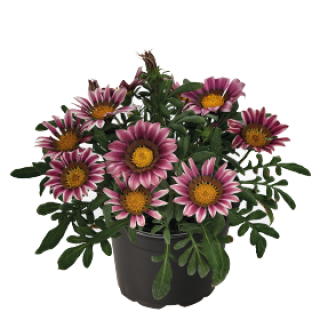 img-0: Газания Зени F1 Пинк [1000 шт] - ООО «Семена Тут»