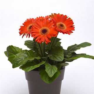 img-2: Гербера Революшн Дип Пинк Лайт ай [100 шт] - ООО «Семена Тут»