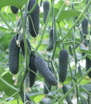 Огурец Бьерн F1 - ООО «Семена Тут»