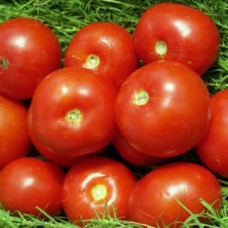 Томат Волгоградский 5/95 (инкруст. семена) - ООО «Семена Тут»