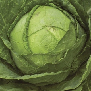 img-0: Капуста белокочанная Амагер - ООО «Семена Тут»