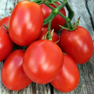 Томат Коррида - ООО «Семена Тут»