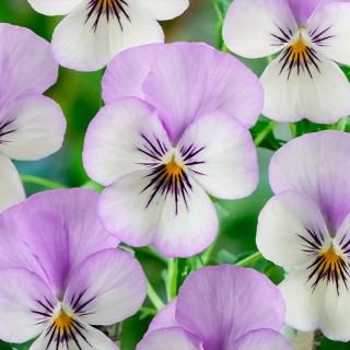 Виола рогатая Корина F1 Твайлайт [100 шт] - ООО «Семена Тут»