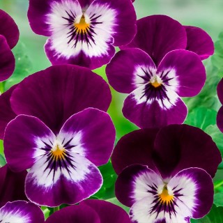 Виола рогатая Корина F1 Виолет Ай [100 шт] - ООО «Семена Тут»