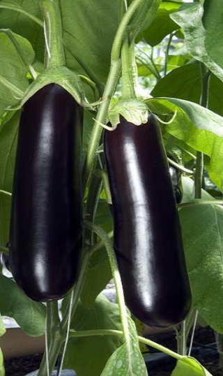 img-1: Баклажан Мабел F1 - ООО «Семена Тут»