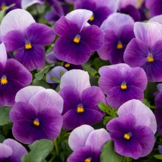 img-0: Виола рогатая Вивальди Бикон [100 шт] - ООО «Семена Тут»